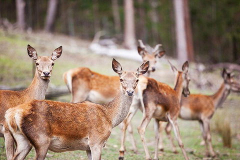 Villa Cervi Property - Accommodation Gold Coast 0