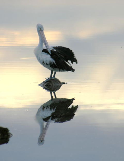 Wanderers Rest Of Kangaroo Island - Gold Coast 4U 3