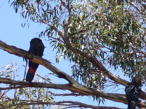 Wanderers Rest Of Kangaroo Island - Gold Coast 4U 2