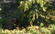 Moonah Woodlands Resort - thumb 35