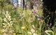 Grampians Pomonal Cottages - thumb 31