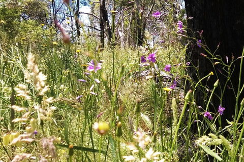 Grampians Pomonal Cottages - Gold Coast 4U 31