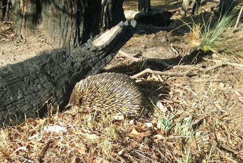 Grampians Pomonal Cottages - Gold Coast 4U 25