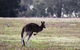 Grampians Pomonal Cottages - thumb 26