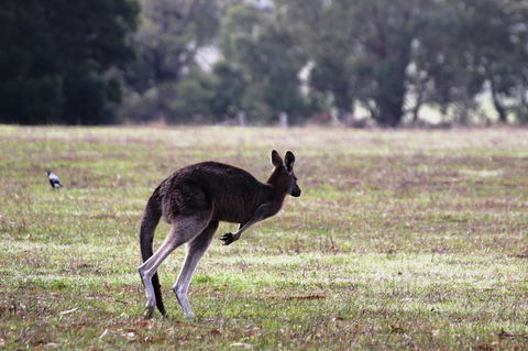 Grampians Pomonal Cottages - Gold Coast 4U 26