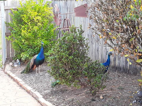 The Peacocks Nest - Accommodation Gold Coast 42