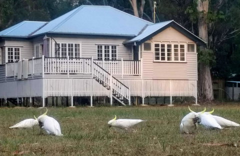 Lake Weyba Noosa Lodge & Kangaroos - Accommodation Gold Coast 20