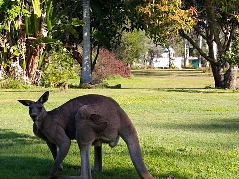 Lake Weyba Noosa Lodge & Kangaroos - Accommodation Gold Coast 24