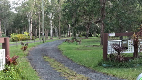 Lake Weyba Noosa Lodge & Kangaroos - Accommodation Gold Coast 42