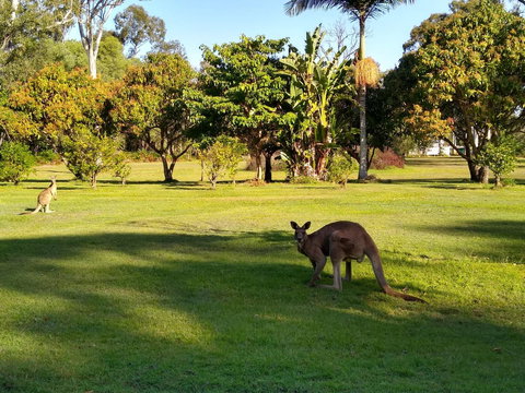 Lake Weyba Noosa Lodge & Kangaroos - Accommodation Gold Coast 8