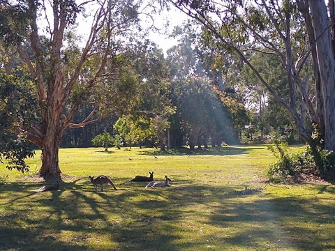 Lake Weyba Noosa Lodge & Kangaroos - Accommodation Gold Coast 4