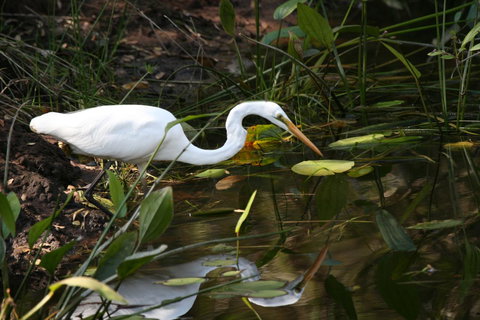 Lake Weyba Noosa Lodge & Kangaroos - Accommodation Gold Coast 33