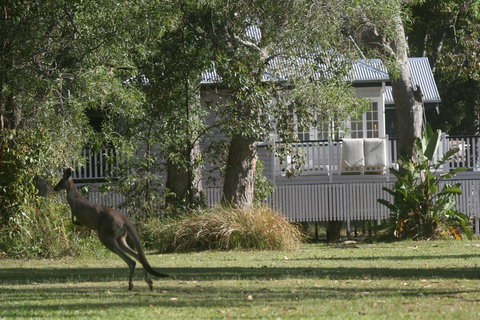 Lake Weyba Noosa Lodge & Kangaroos - Accommodation Gold Coast 31