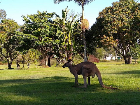Lake Weyba Noosa Lodge & Kangaroos - Accommodation Gold Coast 35