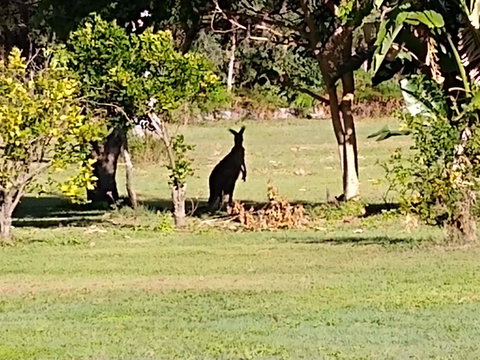 Lake Weyba Noosa Lodge & Kangaroos - Accommodation Gold Coast 29