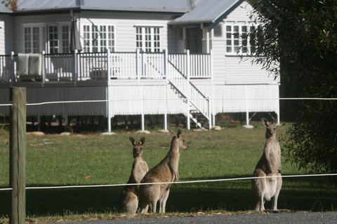 Lake Weyba Noosa Lodge & Kangaroos - Accommodation Gold Coast 28