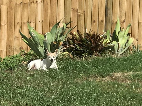 Whitsunday Luxury Homes - 1 Gold Coast 42