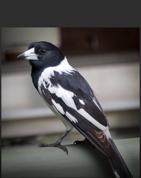 The Hideaway Agnes Water (Adults Only) - Accommodation Gold Coast 28