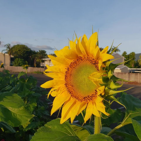 Palm Royale Cairns - 1 Gold Coast 4