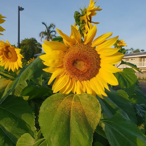 Palm Royale Cairns - 1 Gold Coast 1