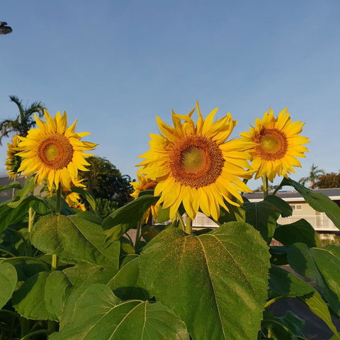 Palm Royale Cairns - 1 Gold Coast 3