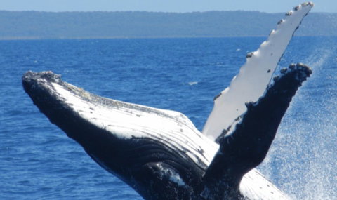 Fairways Golf & Beach Retreat Bribie Island - 1 Gold Coast 14