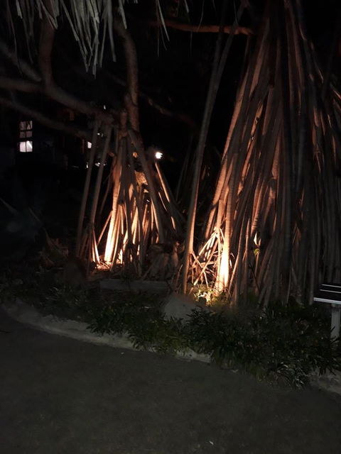 Pandanus Coolum Beach - Gold Coast 4U 10