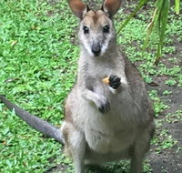 Bluewater Bed  Breakfast Cairns - 1 Gold Coast