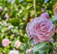 Wentworth Rose - Gold Coast 4U