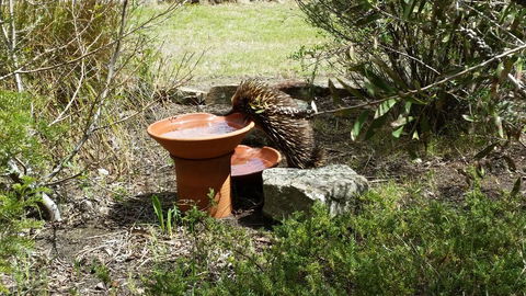 Wind Song Bed & Breakfast - Accommodation Gold Coast 3