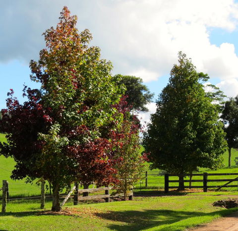 Maleny Springs Farm - Accommodation Gold Coast 26