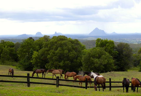 Maleny Springs Farm - Accommodation Gold Coast 39