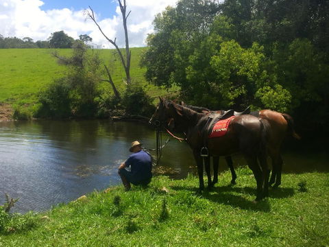 Maleny Springs Farm - Accommodation Gold Coast 36