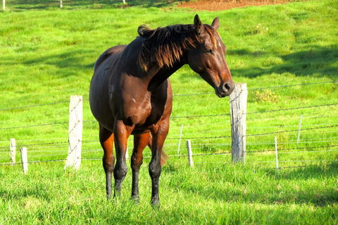 Maleny Springs Farm - Accommodation Gold Coast 27