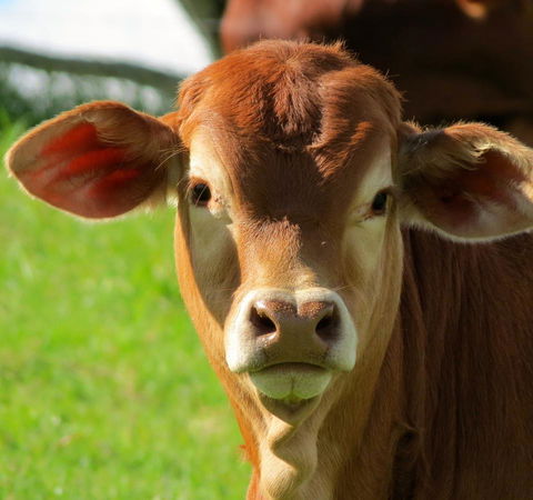Maleny Springs Farm - Accommodation Gold Coast 9