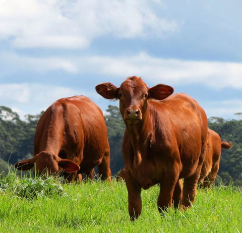 Maleny Springs Farm - Accommodation Gold Coast 24