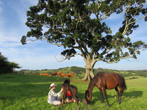Maleny Springs Farm - Accommodation Gold Coast 5