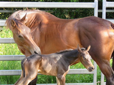 Maleny Springs Farm - Accommodation Gold Coast 18