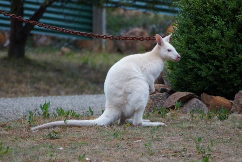 Adventure Bay Holiday Home - Accommodation Gold Coast 14