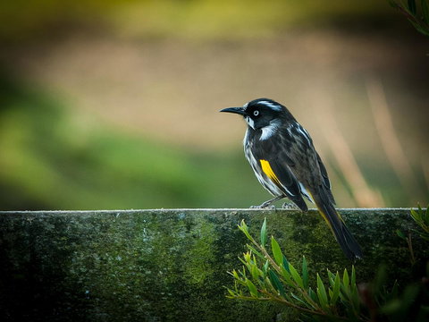 Parnella Adventure Bay, Bruny Island - Accommodation Gold Coast 21