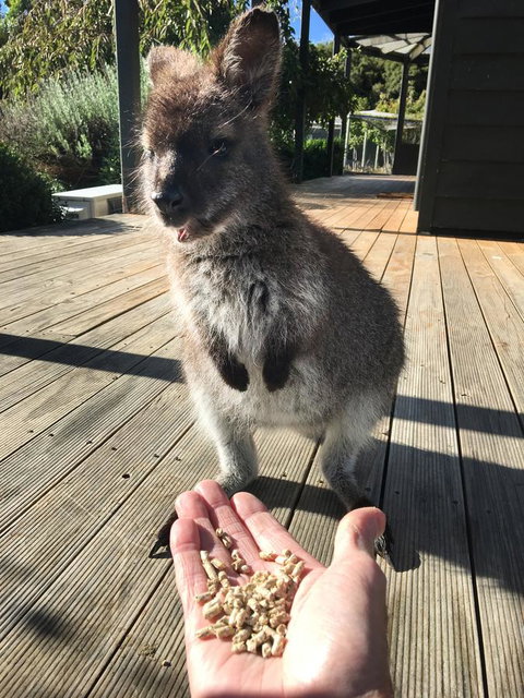 Parnella Adventure Bay, Bruny Island - Accommodation Gold Coast 17