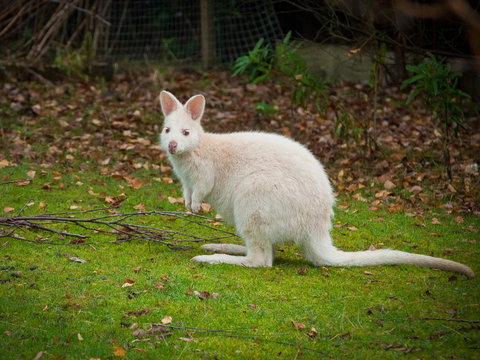 Parnella Adventure Bay, Bruny Island - Accommodation Gold Coast 20