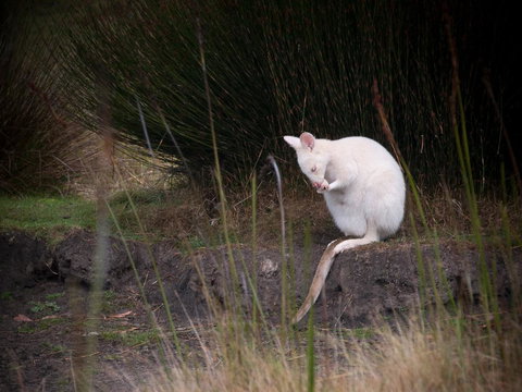Parnella Adventure Bay, Bruny Island - Accommodation Gold Coast 18