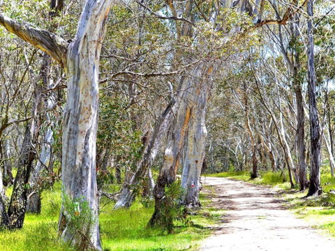 Cabin 3 - Snowy Accommodation - Accommodation Gold Coast 1