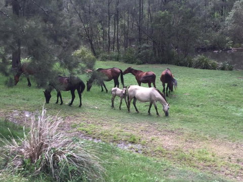 Emu Creek Retreat - Accommodation Gold Coast 2