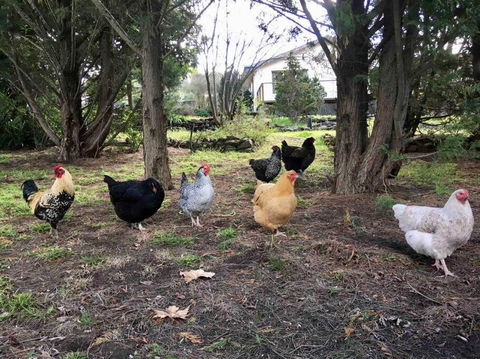 Garden-nestled Granny Flat Between Winery And Town - 1 Gold Coast 3