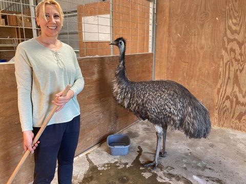 Glenview Alpaca Farm - Accommodation Gold Coast 1