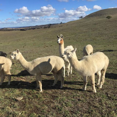 GOULBURN ALPACA FARM STAY - Gold Coast 4U 0