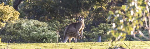 Alkina Lodge - Great Ocean Road - Gold Coast 4U 3