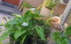 Oasis In The Heart Of Dural - thumb 3
